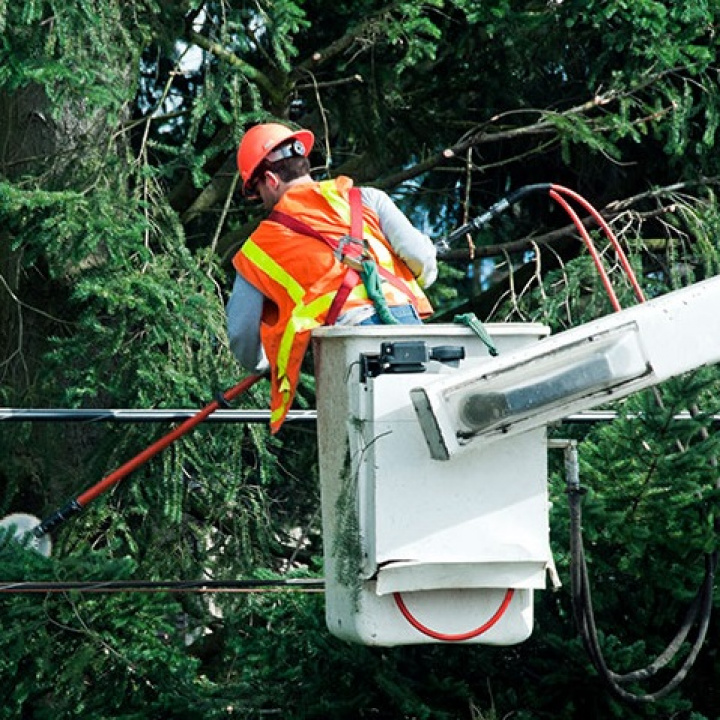 Oznámenie o plánovanom výrube