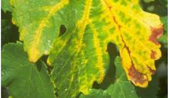 Vyhlásenie karantény pre zistenie výskytu ochorenia ''Zlaté žltnutie viniča''