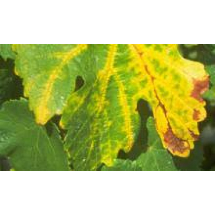 Vyhlásenie karantény pre zistenie výskytu ochorenia ''Zlaté žltnutie viniča''